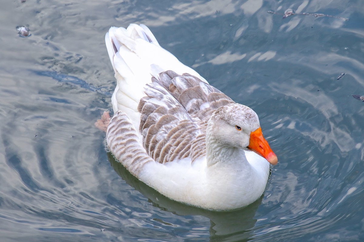 灰雁(馴化) - ML630348672