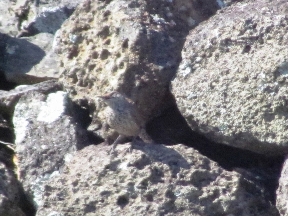 Rock Wren - ML630348783