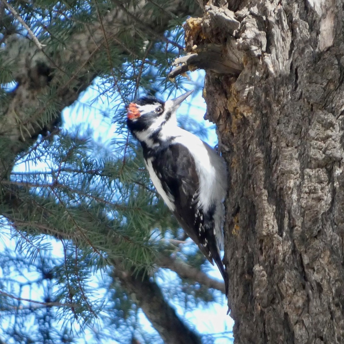 Hairy Woodpecker - ML630349056