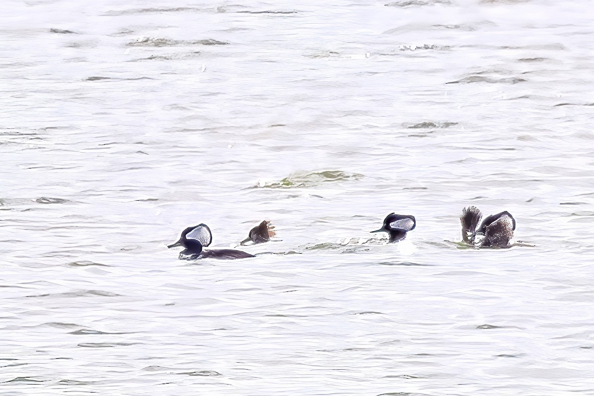 Hooded Merganser - ML630349350