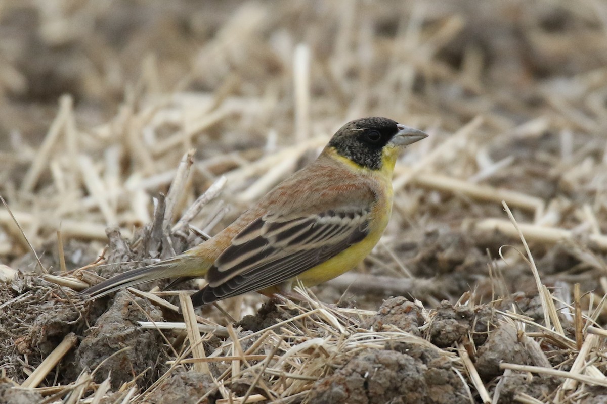 Black-headed Bunting - ML630349370