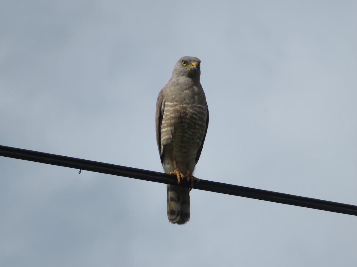 Roadside Hawk - ML630349464