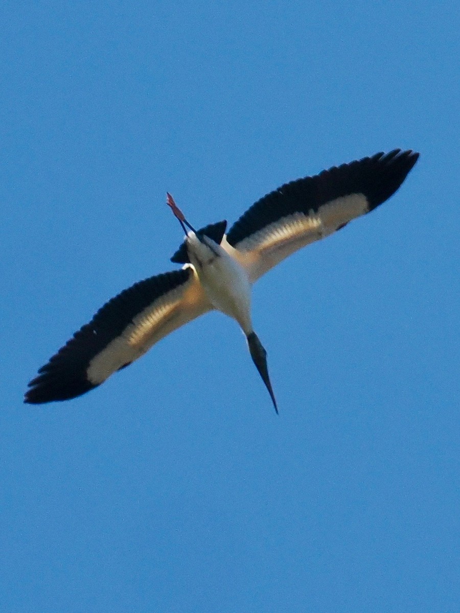 Wood Stork - ML630349561