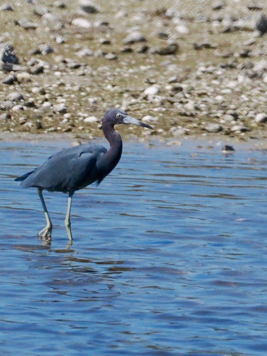 Little Blue Heron - ML630349570