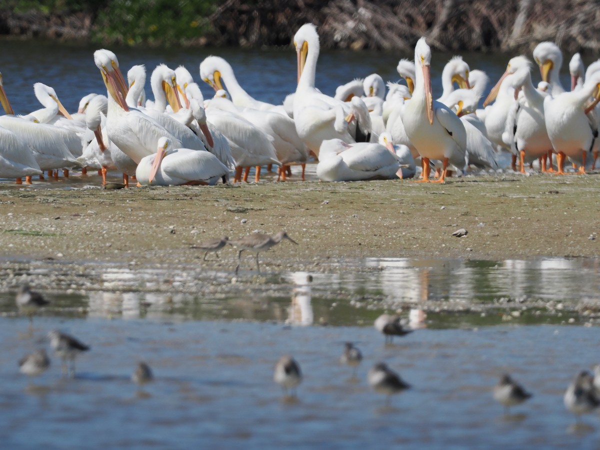 American White Pelican - ML630349593