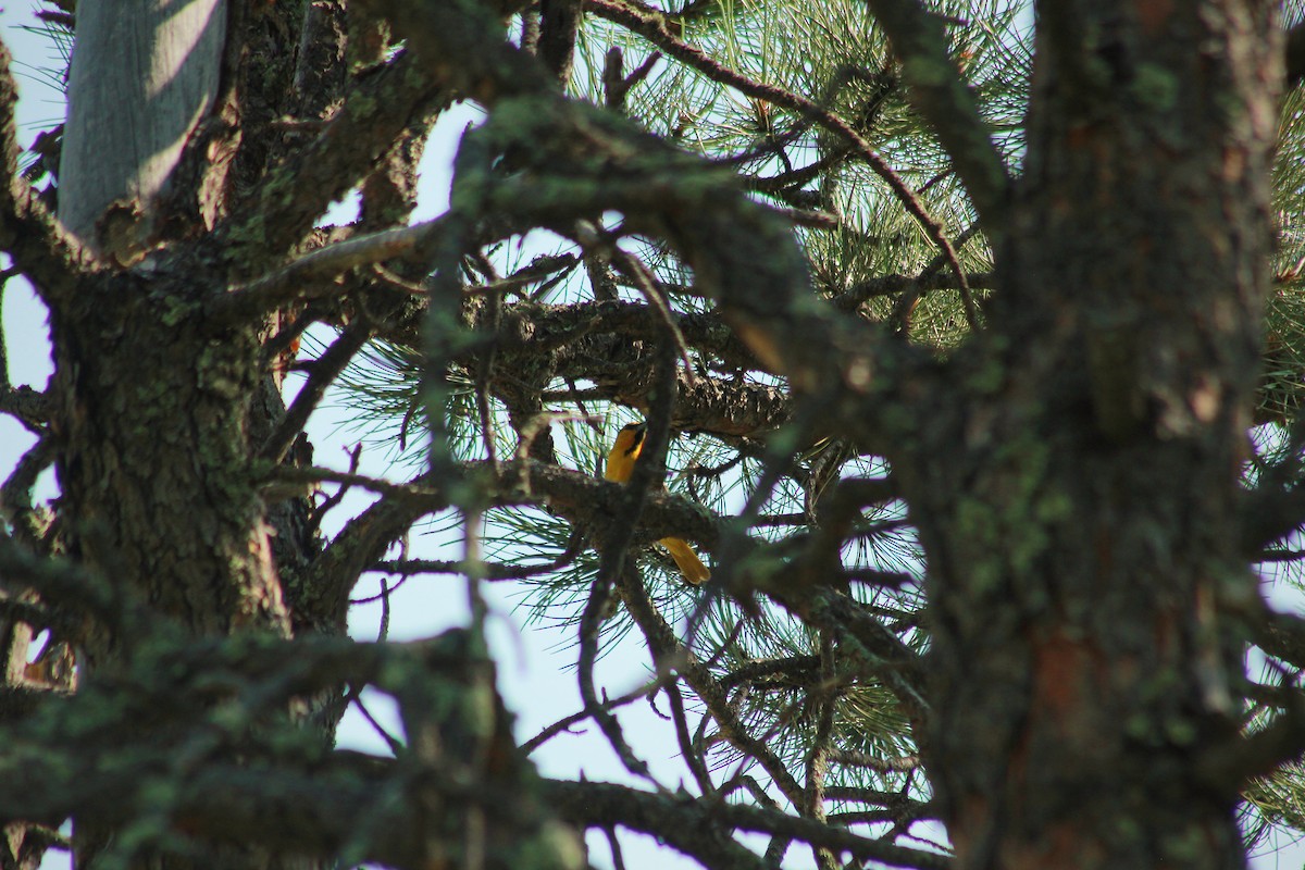 Bullock's Oriole - ML630349728