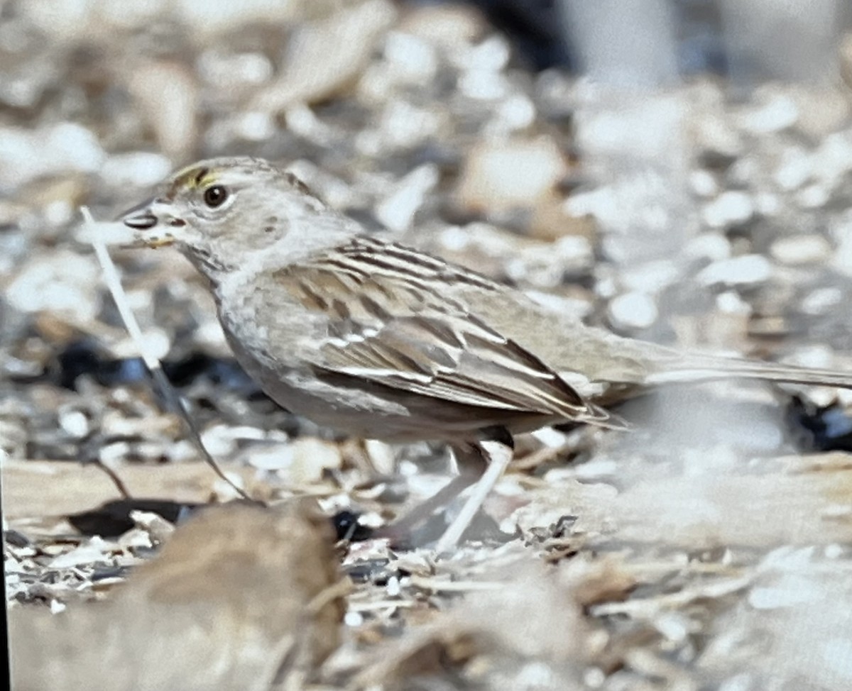Golden-crowned Sparrow - ML630349750