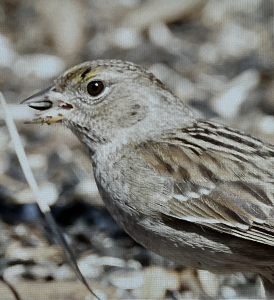 Golden-crowned Sparrow - ML630349751