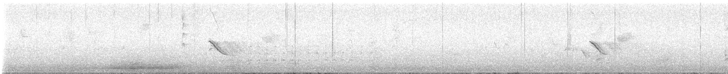 Musk Duck - ML630350107