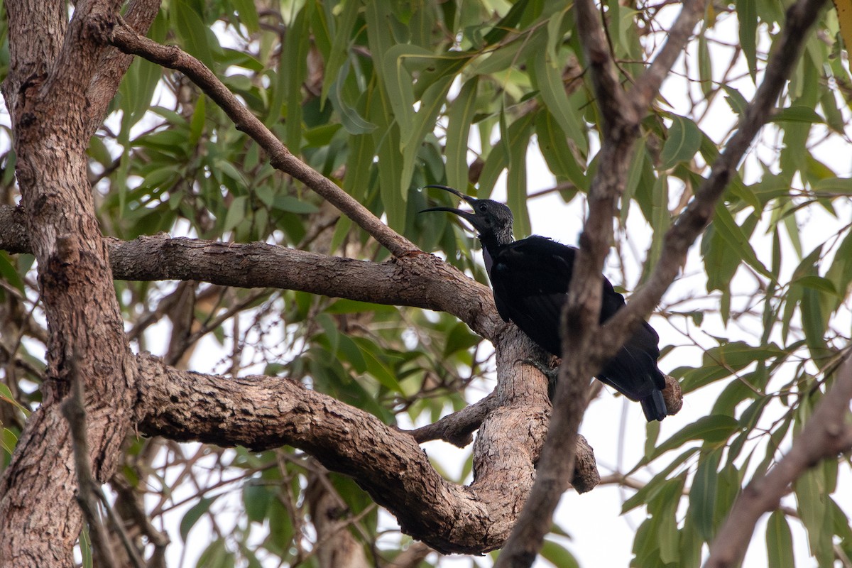 Magnificent Riflebird - ML630350119