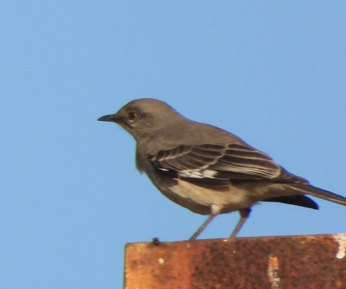 Northern Mockingbird - ML630350242