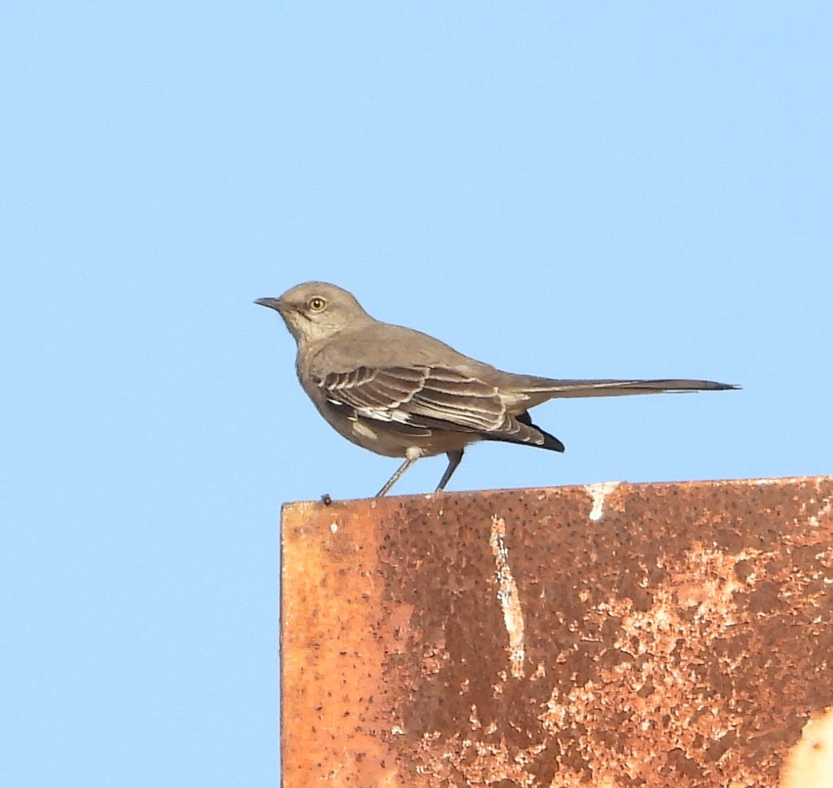 Northern Mockingbird - ML630350243