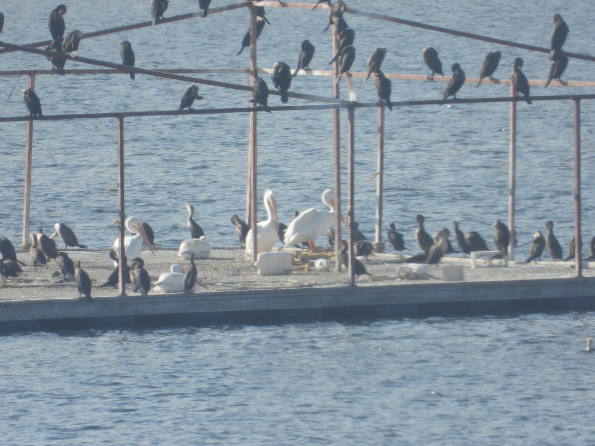 American White Pelican - ML630350394