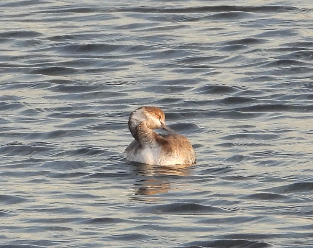 Eared Grebe - ML630350410
