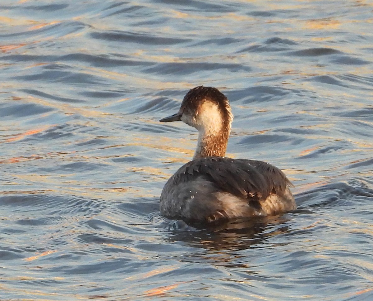 Eared Grebe - ML630350411