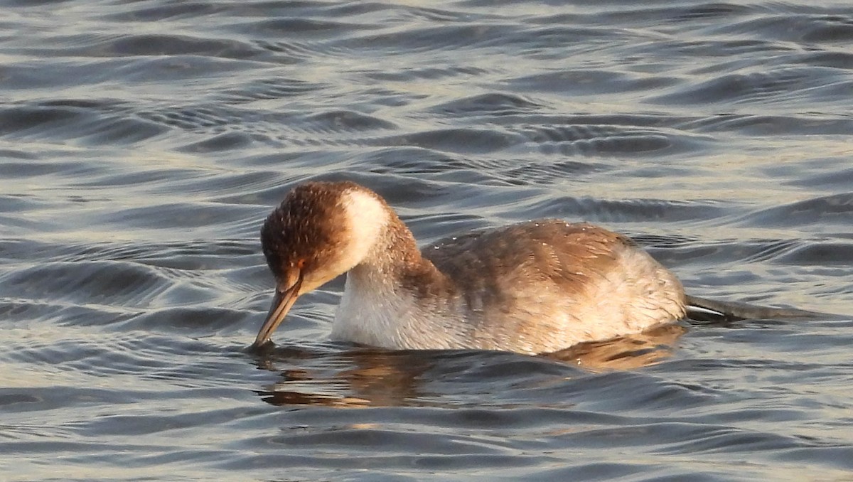 Eared Grebe - ML630350413