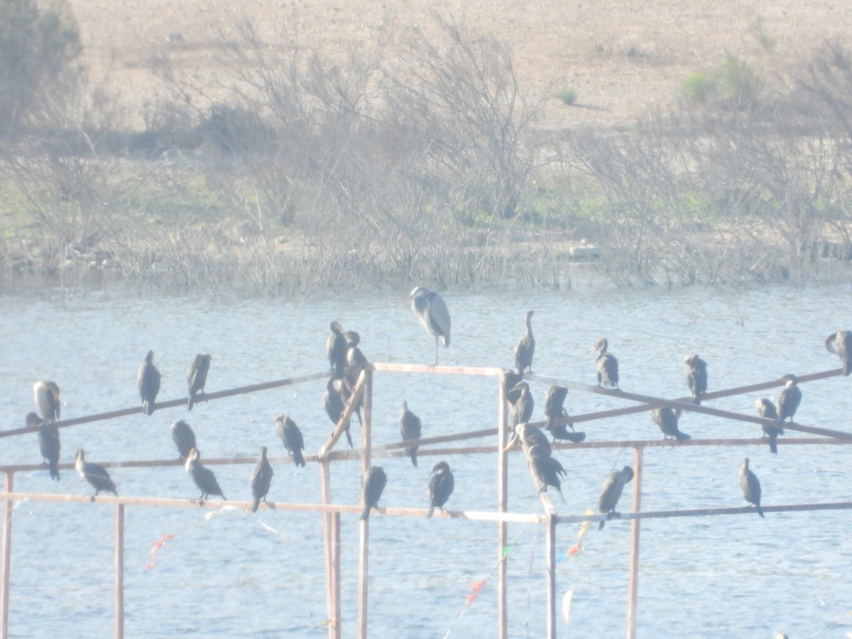 Double-crested Cormorant - ML630350427