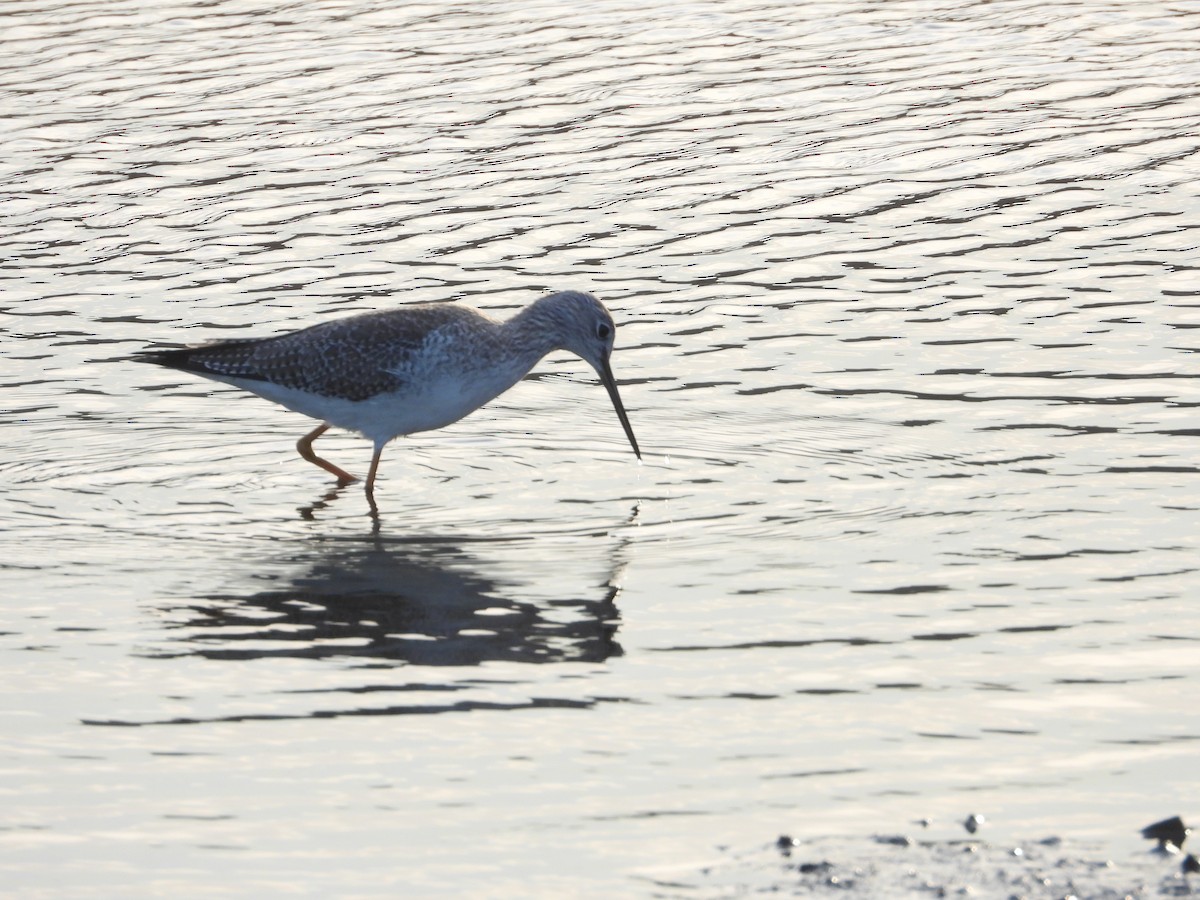 Greater Yellowlegs - ML630350468