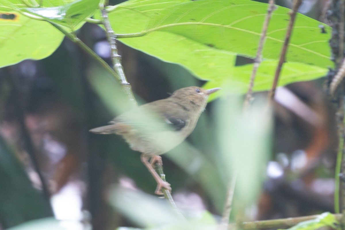 Tropical Scrubwren - ML630350489