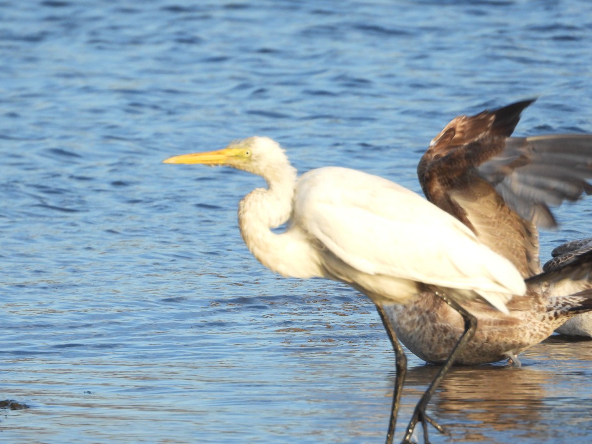 Great Egret - ML630350494