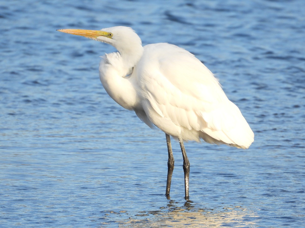 Great Egret - ML630350497