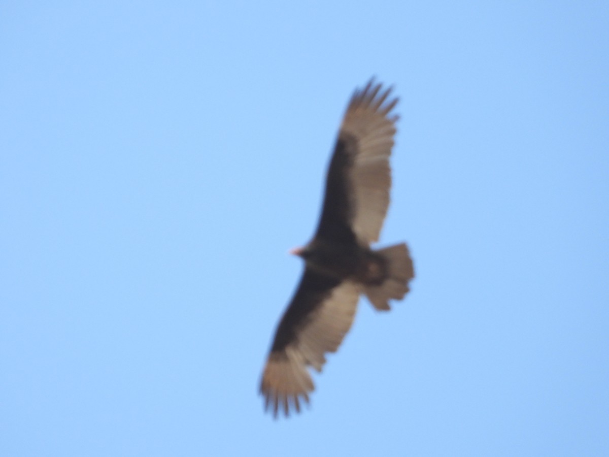 Turkey Vulture - ML630350503