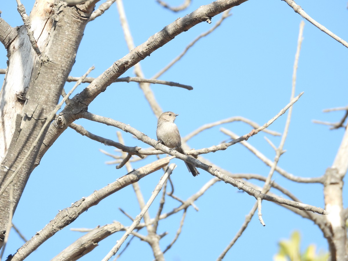 Bushtit - ML630350601