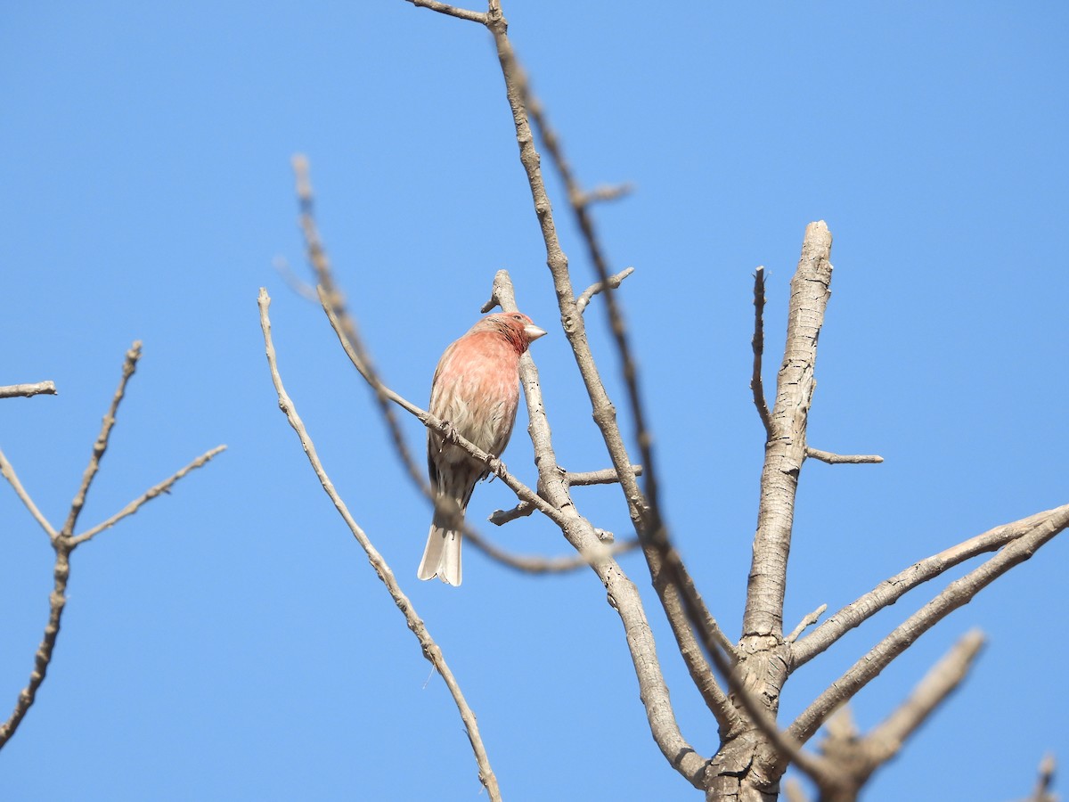 House Finch - ML630350614
