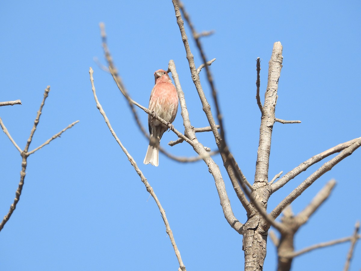 House Finch - ML630350615