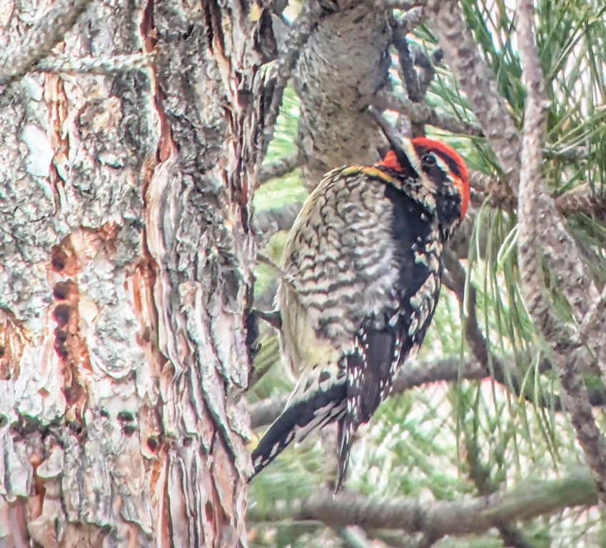 Yellow-bellied x Red-breasted Sapsucker (hybrid) - ML630350627