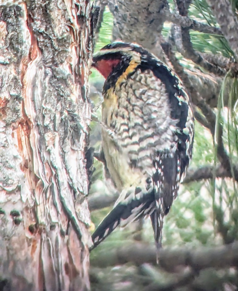 Yellow-bellied x Red-breasted Sapsucker (hybrid) - ML630350641