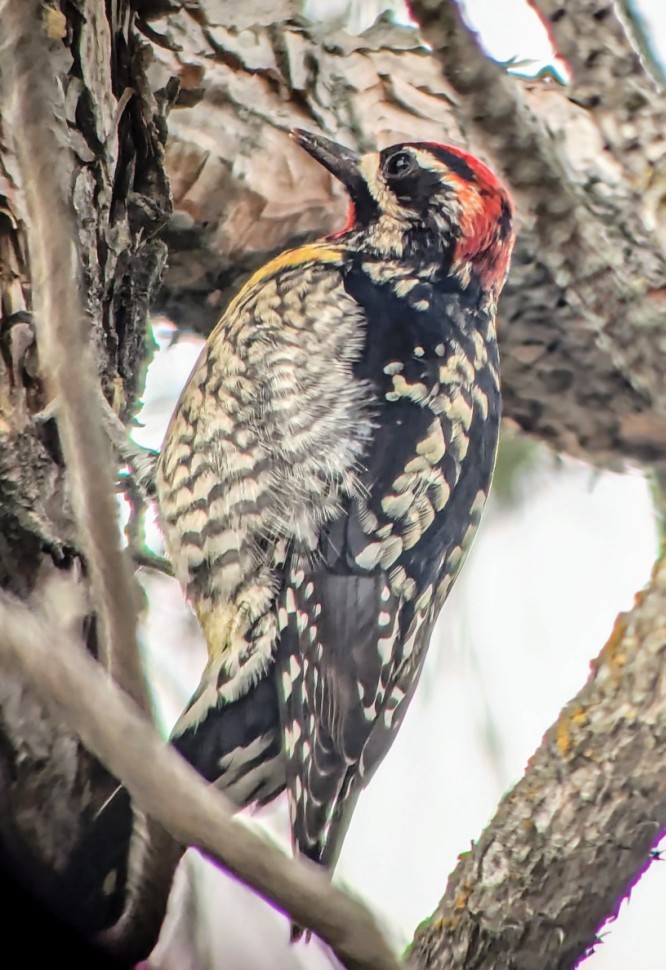 Yellow-bellied x Red-breasted Sapsucker (hybrid) - ML630350645