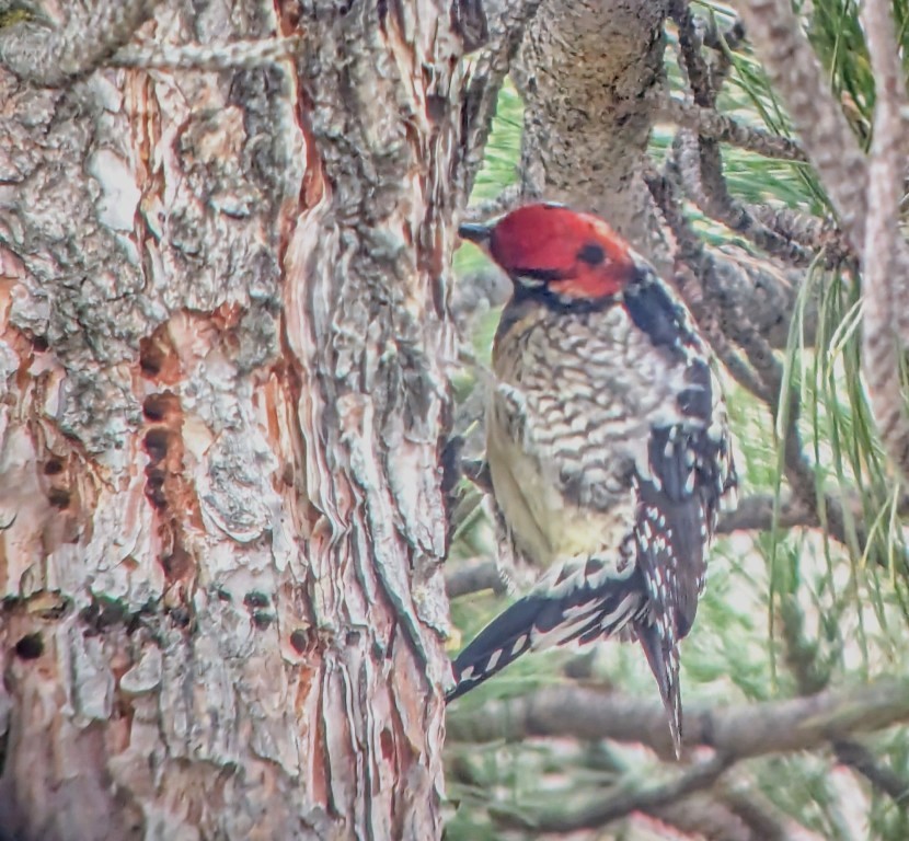 Yellow-bellied x Red-breasted Sapsucker (hybrid) - ML630350651