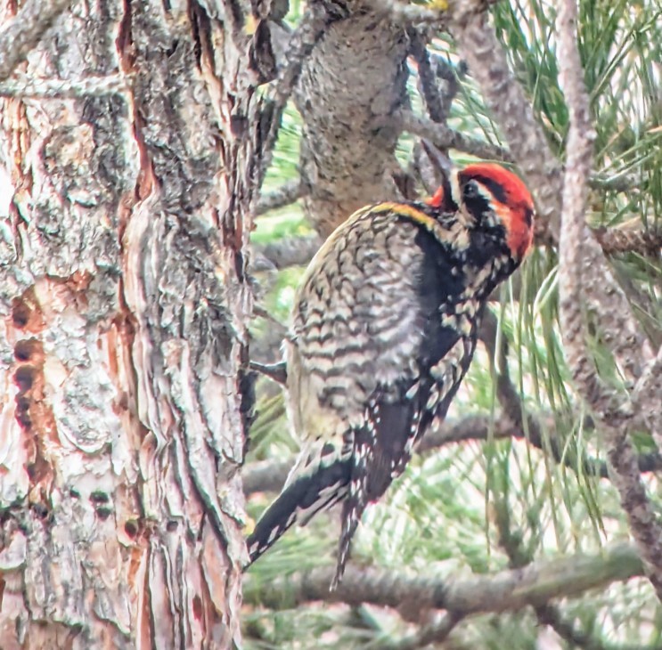 Yellow-bellied x Red-breasted Sapsucker (hybrid) - ML630350652