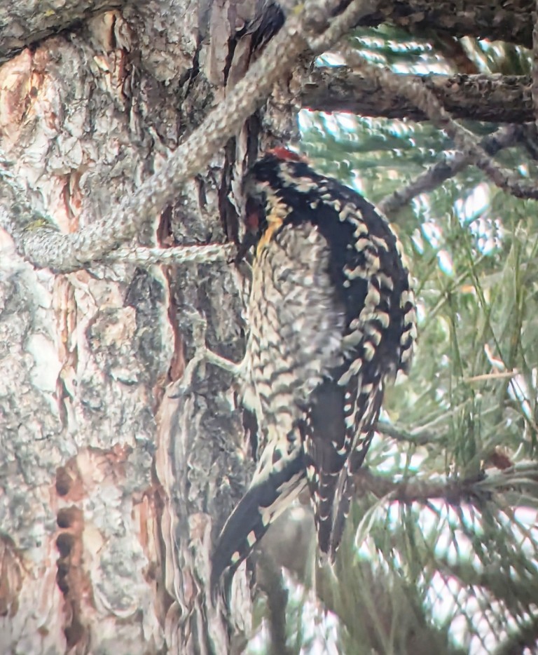 Yellow-bellied x Red-breasted Sapsucker (hybrid) - ML630350659