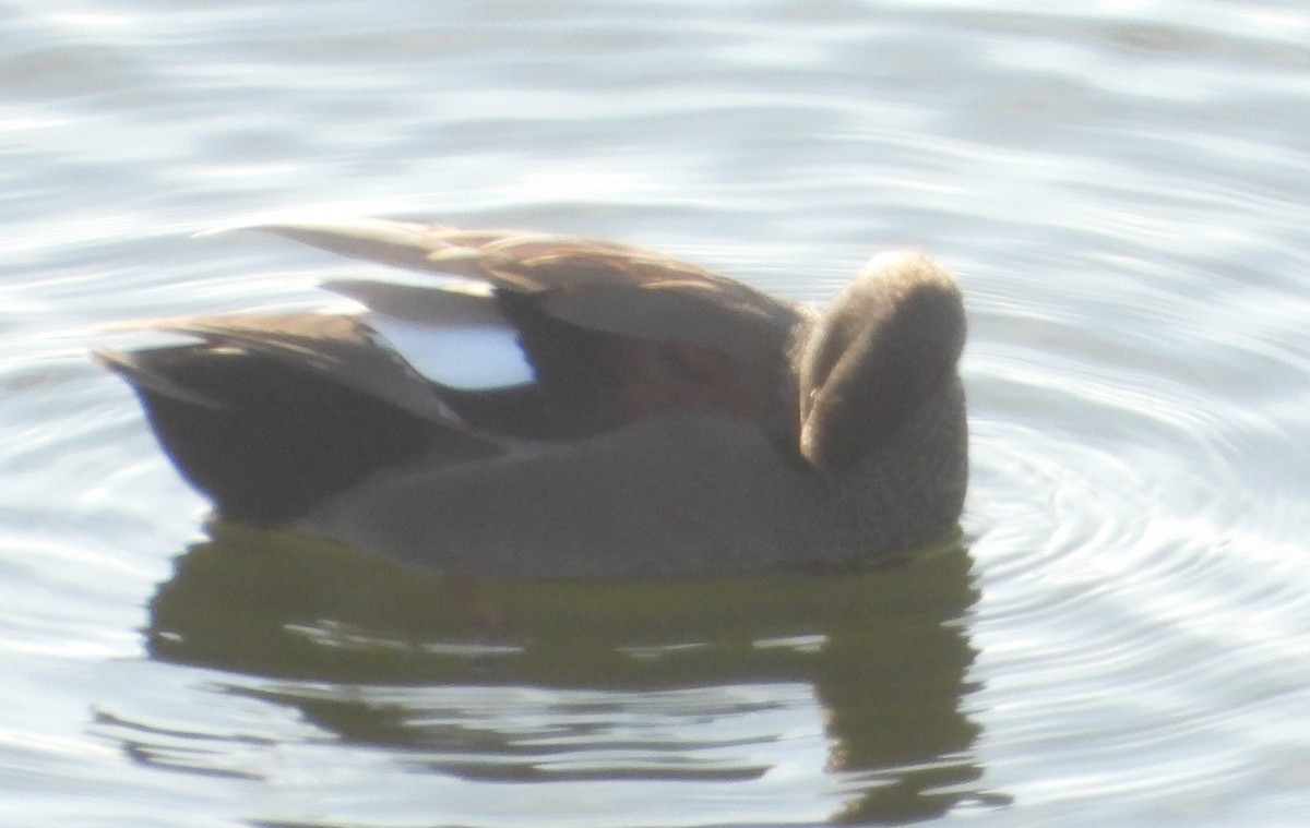 Gadwall - ML630350732