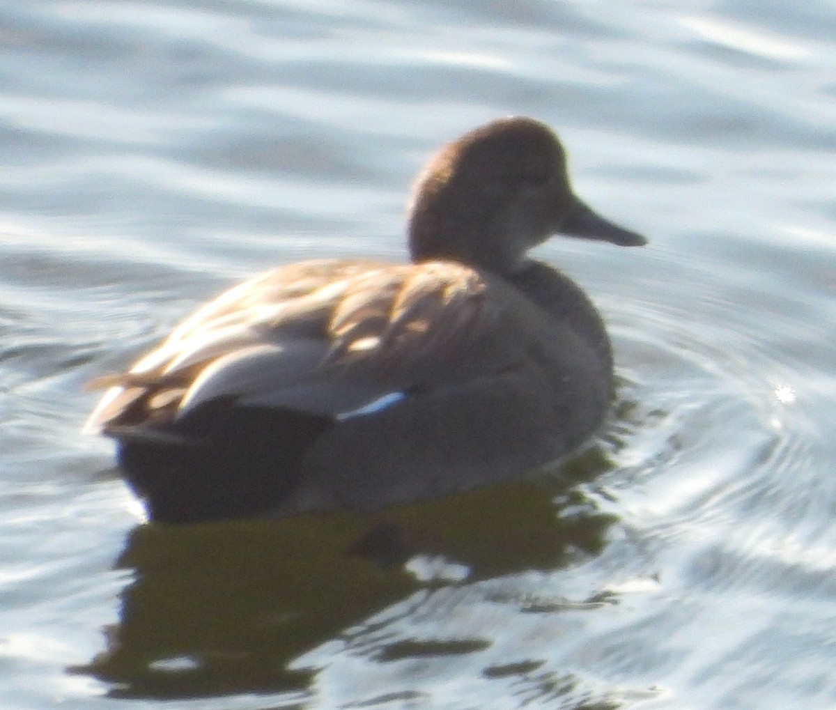 Gadwall - ML630350733