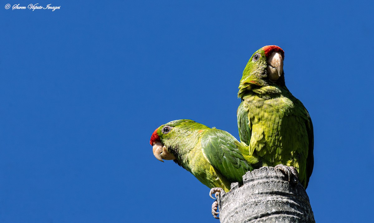 Scarlet-fronted Parakeet - ML630350757