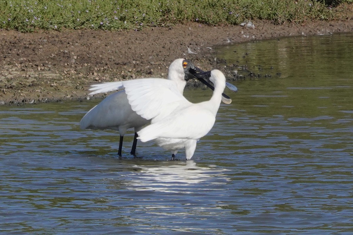 Royal Spoonbill - ML630350778