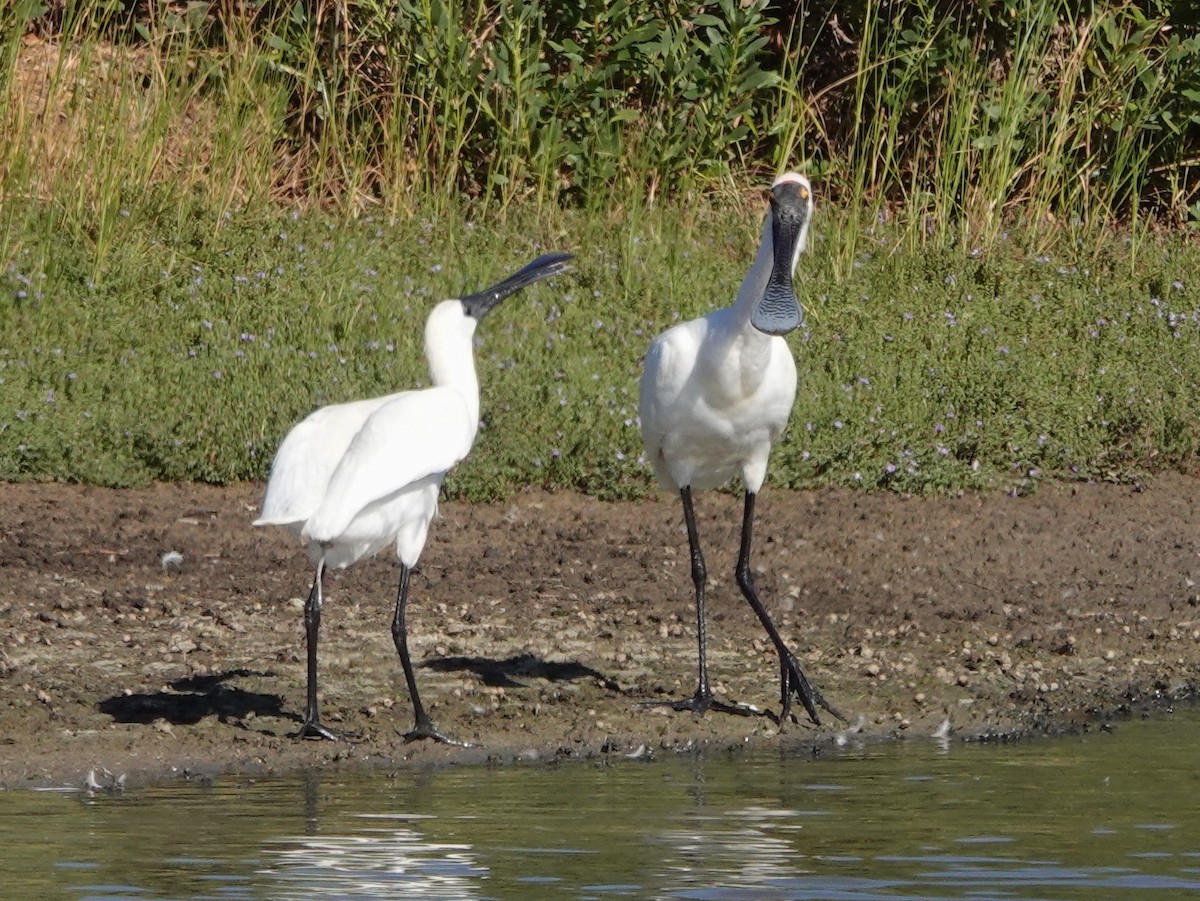 Royal Spoonbill - ML630350779