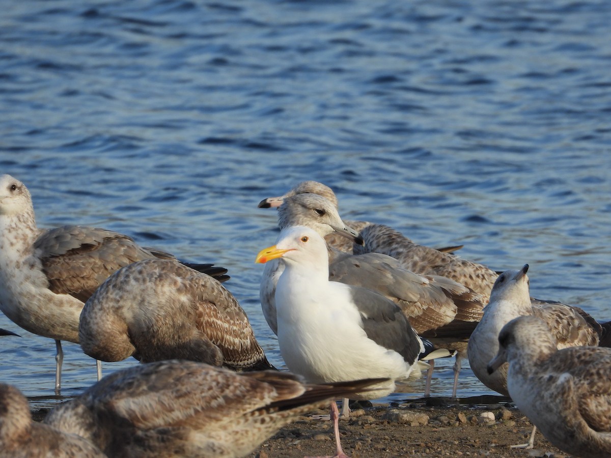 Western Gull - ML630351013