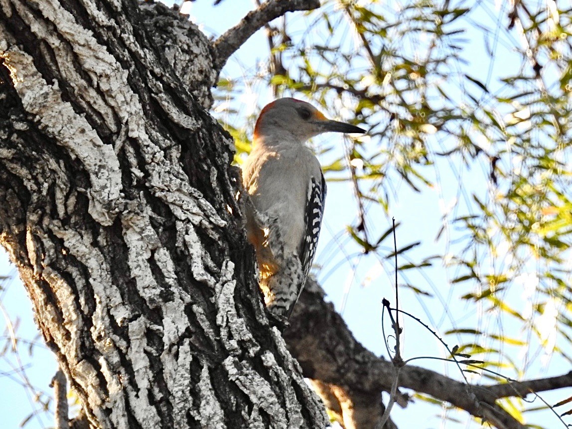 Golden-fronted Woodpecker - ML630351063