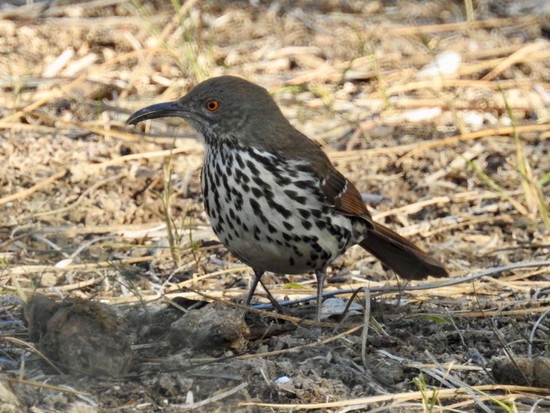 Long-billed Thrasher - ML630351139
