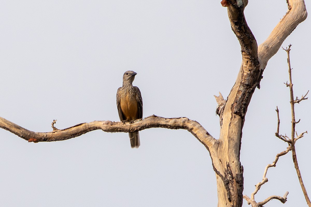 Fawn-breasted Bowerbird - ML630351168