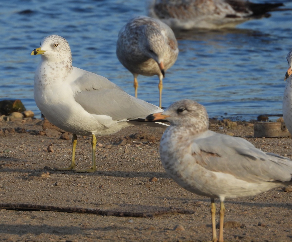 Ring-billed Gull - ML630351249