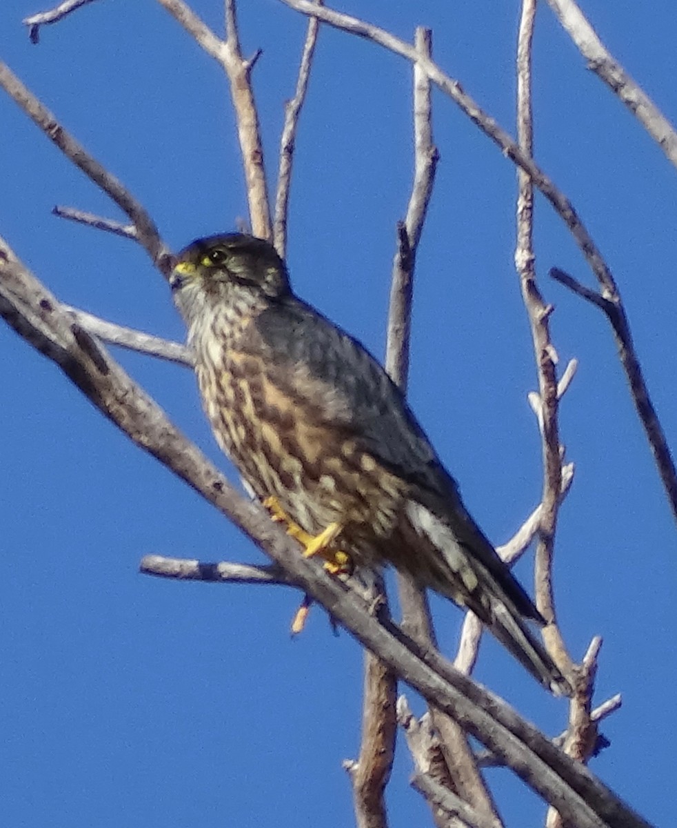 Boz Doğan - ML630351296