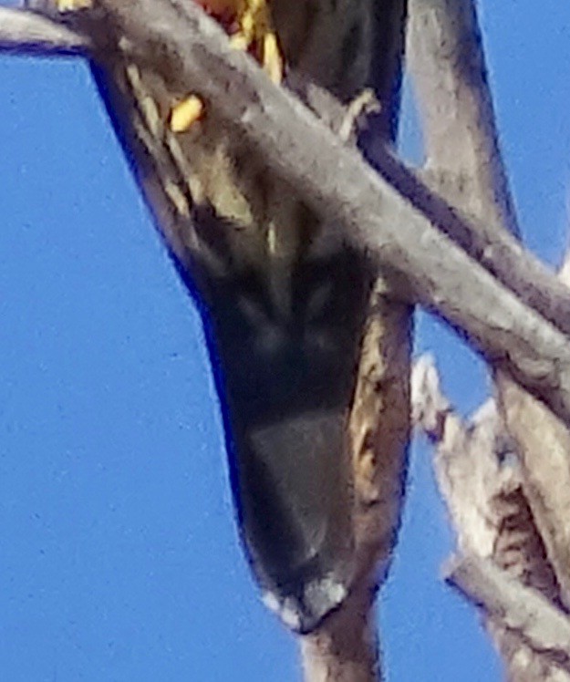 Boz Doğan - ML630351310