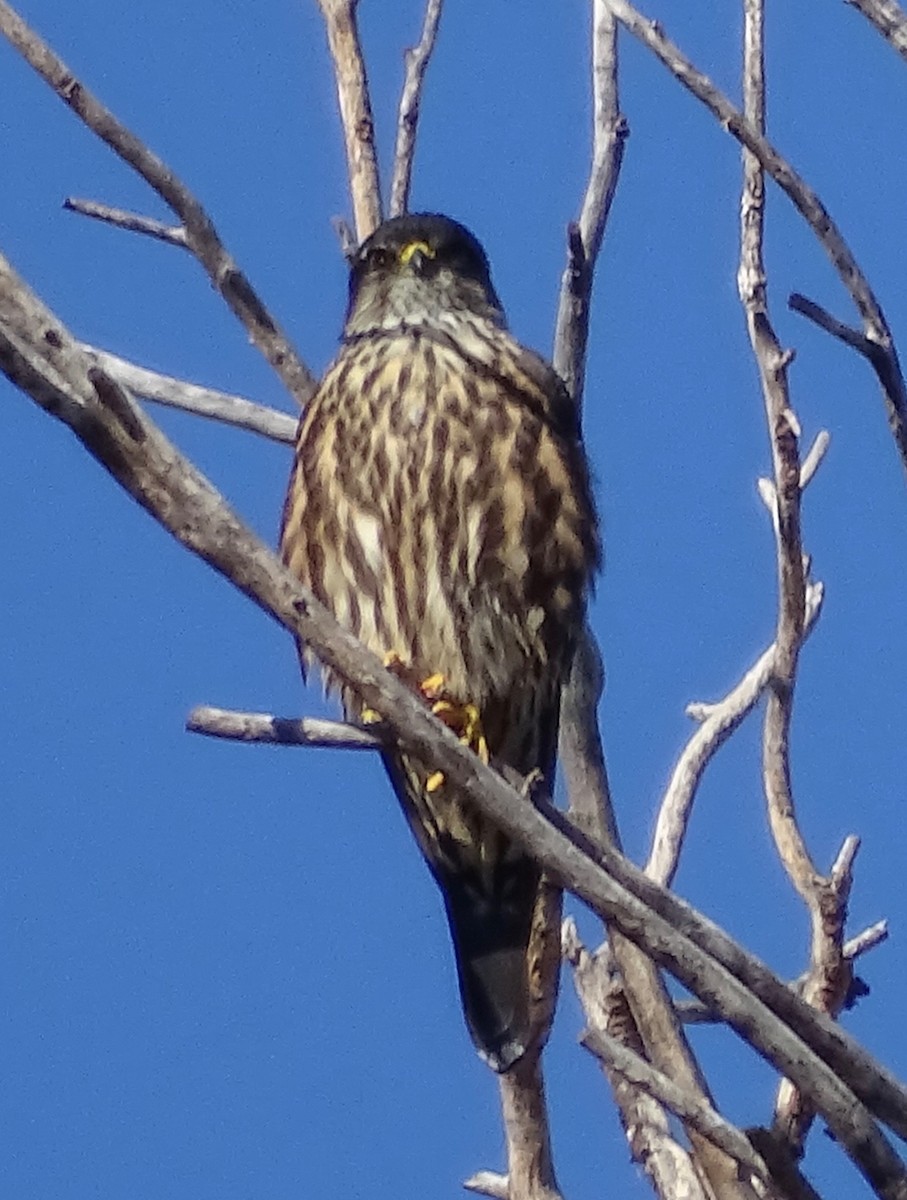 Boz Doğan - ML630351313