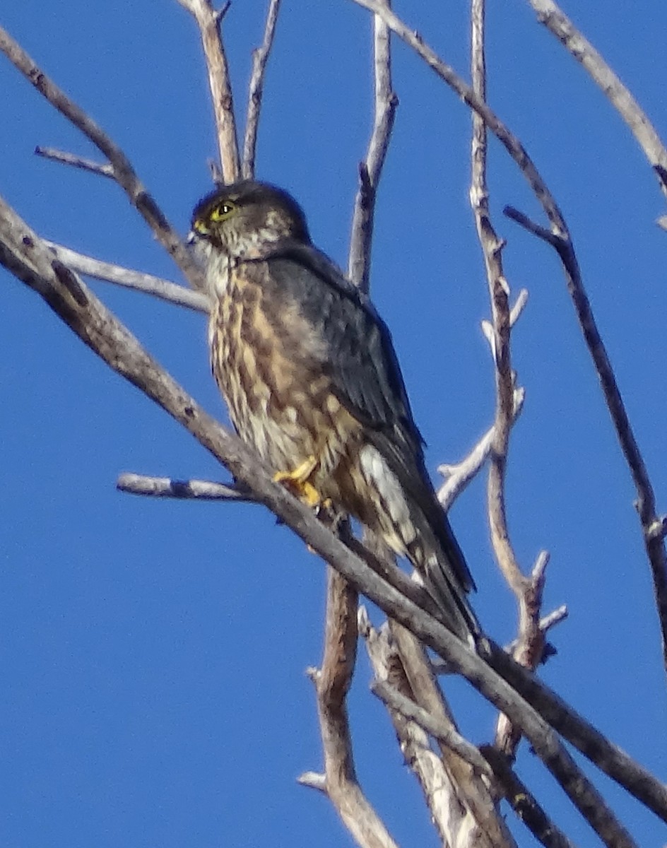 Boz Doğan - ML630351317