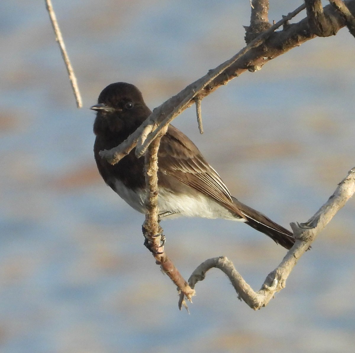 Black Phoebe - ML630351415